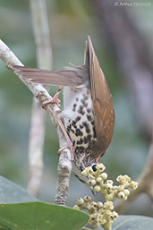 Wood Thrush, Tikal, Guatemala, March 2015 - click for larger image