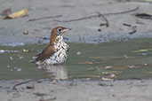 Wood Thrush, Tikal, Guatemala, March 2015 - click for larger image