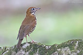 Wood Thrush, Pico Bonito, Honduras, March 2015 - click for larger image