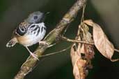 Male Spot-backed Antbird, São Gabriel da Cachoeira, Amazonas, Brazil, August 2004 - click for larger image