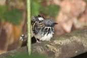 Male Spot-backed Antbird, Borba, Amazonas, Brazil, August 2004 - click for larger image
