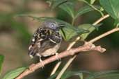 Male Spot-backed Antbird, Borba, Amazonas, Brazil, August 2004 - click for larger image