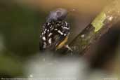 Male Spot-backed Antbird, Cristalino, Mato Grosso, Brazil, December 2006 - click for larger image