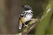 Male Spot-backed Antbird, Cristalino, Mato Grosso, Brazil, December 2006 - click for larger image