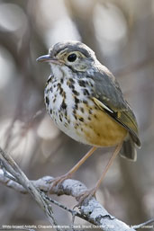 White-browed Antpitta, Chapada de Araripe, Ceará, Brazil, October 2008 - click for larger image