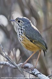 White-browed Antpitta, Chapada de Araripe, Ceará, Brazil, October 2008 - click for larger image