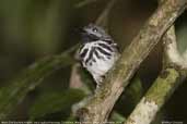 Male Dot-backed Antbird, Cristalino, Mato Grosso, Brazil, December 2006 - click for larger image