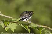 Male Dot-backed Antbird, Cristalino, Mato Grosso, Brazil, December 2006 - click for larger image