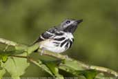 Male Dot-backed Antbird, Cristalino, Mato Grosso, Brazil, December 2006 - click for larger image