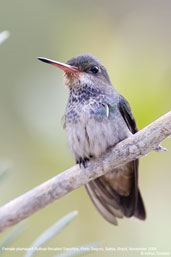 Rufous-throated Sapphire, Porto Seguro, Bahia, Brazil, November 2008 - click for larger image