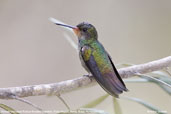 Rufous-throated Sapphire, Porto Seguro, Bahia, Brazil, November 2008 - click for larger image