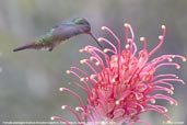 Rufous-throated Sapphire, Porto Seguro, Bahia, Brazil, November 2008 - click for larger image