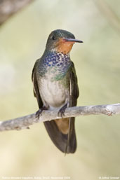 Rufous-throated Sapphire, Porto Seguro, Bahia, Brazil, November 2008 - click for larger image