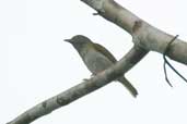 Grey-chested Greenlet, Borba, Amazonas, Brazil, August 2004 - click for larger image