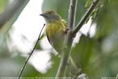 Lemon-chested Greenlet, REGUA, Rio de Janeiro, Brazil, October 2006 - click for larger image