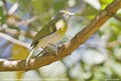 Lemon-chested Greenlet, Camacã, Bahia, Brazil, November 2008 - click for larger image