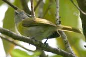 Lemon-chested Greenlet, Camacã, Bahia, Brazil, March 2004 - click for larger image