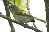 Lemon-chested Greenlet, Camacã, Bahia, Brazil, March 2004 - click for larger image