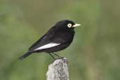 Male Spectacled Tyrant, near Cassino, Rio Grande do Sul, Brazil, August 2004 - click for larger image