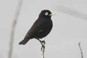 Male Spectacled Tyrant, Taim, Rio Grande do Sul, Brazil, August 2004 - click for larger image