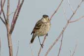 Female Spectacled Tyrant, Taim, Rio Grande do Sul, Brazil, August 2004 - click for larger image