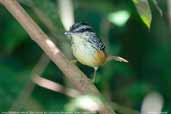 Male Warbling Antbird, São Gabriel da Cachoeira, Amazonas, Brazil, August 2004 - click for larger image