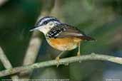 Male Warbling Antbird, São Gabriel da Cachoeira, Amazonas, Brazil, August 2004 - click for larger image