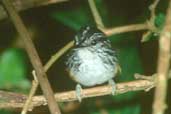 Male Warbling Antbird, Carajás, Pará, Brazil, February 2002 - click for larger image