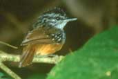 Male Warbling Antbird, Carajás, Pará, Brazil, February 2002 - click for larger image