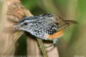 Male Peruvian Warbling-Antbird, River Javarí, Peru, September 2003 - click for larger image