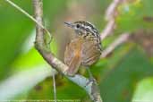 Male Warbling Antbird, River Javarí, Peru, September 2003 - click for larger image