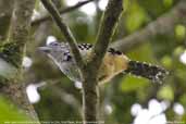 Male Spot-backed Antshrike, Parque de Zizo, São Paulo, Brazil, November 2006 - click for larger image