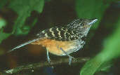 Spot-backed Antshrike, Capricôrnio, São Paulo, Brazil, April 2001 - click for larger image