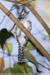Male Spot-backed Antshrike, Camacã, Bahia, Brazil, November 2008 - click for larger image