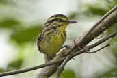 Yellow-browed Antbird, Cristalino, Mato Grosso, Brazil, December 2006 - click for larger image