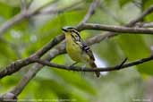 Yellow-browed Antbird, Cristalino, Mato Grosso, Brazil, December 2006 - click for larger image