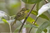 Yellow-browed Antbird, Cristalino, Mato Grosso, Brazil, December 2006 - click for larger image