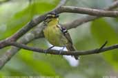 Yellow-browed Antbird, Cristalino, Mato Grosso, Brazil, December 2006 - click for larger image