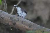 Male Band-tailed Antbird, River Javarí, Peru, September 2003 - click for larger image