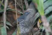  Black-chinned Antbird, São Gabriel da Cachoeira, Amazonas, Brazil, August 2004 - click for larger image