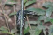  Black-chinned Antbird, São Gabriel da Cachoeira, Amazonas, Brazil, August 2004 - click for larger image