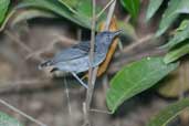  Black-chinned Antbird, São Gabriel da Cachoeira, Amazonas, Brazil, August 2004 - click for larger image