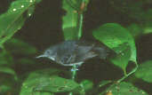 Female Black-chinned Antbird, Anavilhanas, Amazonas, Brazil, July 2001 - click for larger image