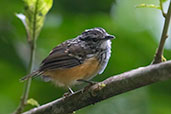 Peruvian Warbling-Antbird, Wildsumaco Lodge, Napo, Ecuador, November 2019 - click for larger image