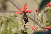 Epaulet Oriole, Aguas de São Pedro, São Paulo, Brazil, August 2004 - click for larger image