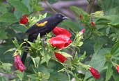 Epaulet Oriole, Chapada Diamantina, Bahia, Brazil, July 2002 - click for larger image