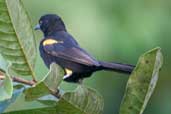 Epaulet Oriole, Jaqueira, Pernambuco, Brazil, March 2004 - click for larger image