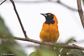 Orange-backed Troupial, Cordillera Escalera, San Martin, Peru, October 2018 - click for larger image