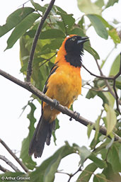 Orange-backed Troupial, Cordillera Escalera, San Martin, Peru, October 2018 - click for larger image