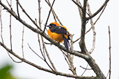 Orange-backed Troupial, Coca, Orellana, Ecuador, November 2019 - click for larger image